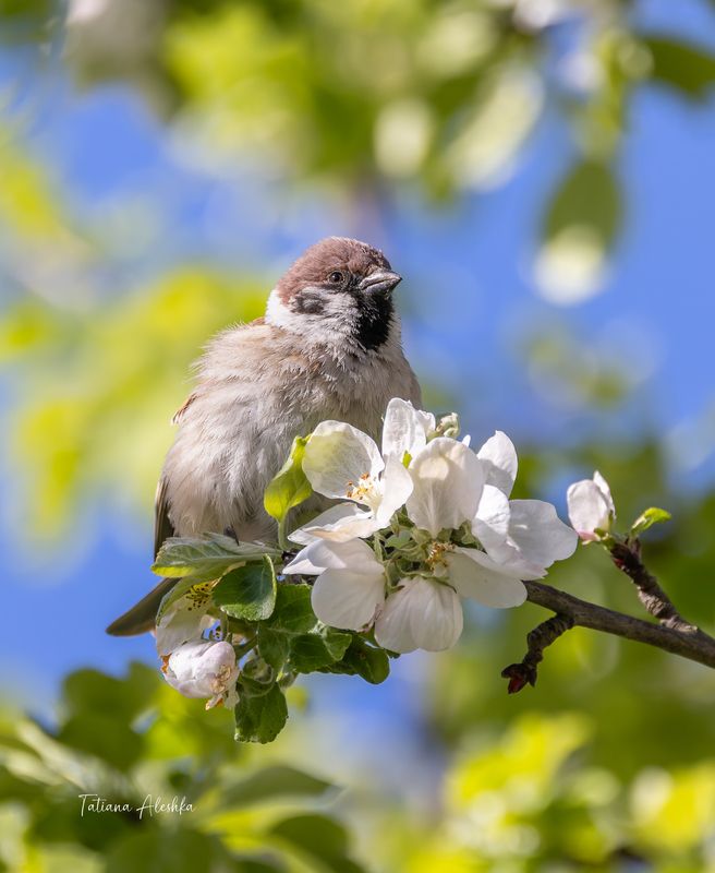 птицы Цветочек. фото превью