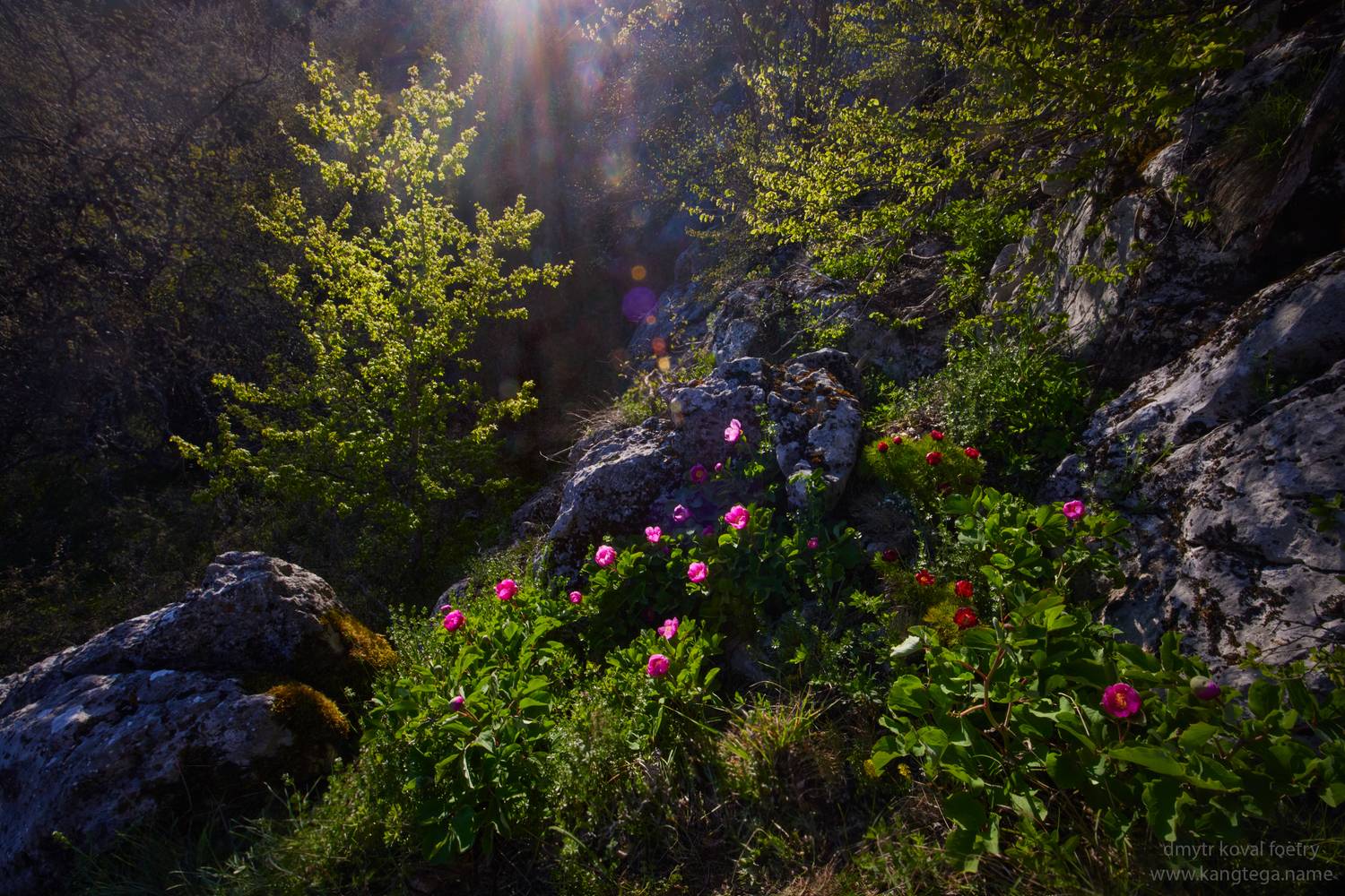 пейзажемагьё, пейзаж-как-виденье, Коваль Дмитр