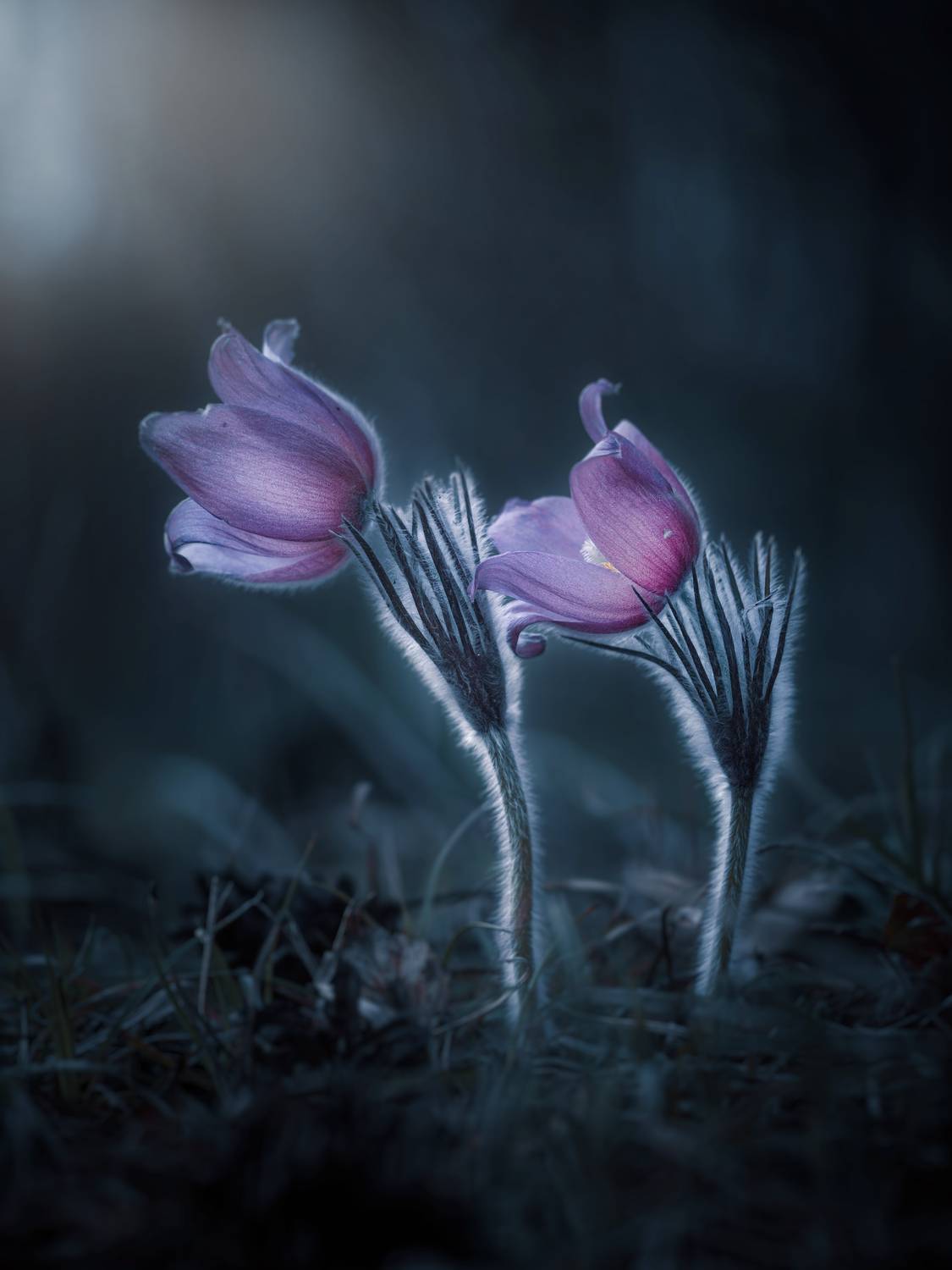 , Лапшина Владлена