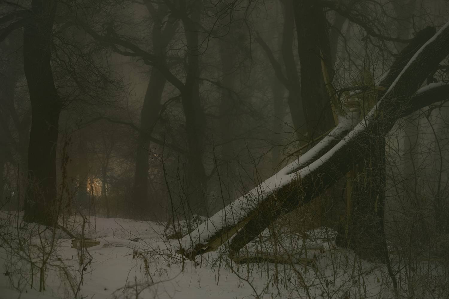 зима туман лес ночь, Александр Жарников