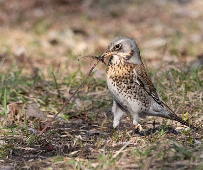 тянет-потянет... фото превью