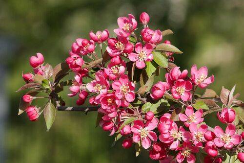 Яблоневый сад