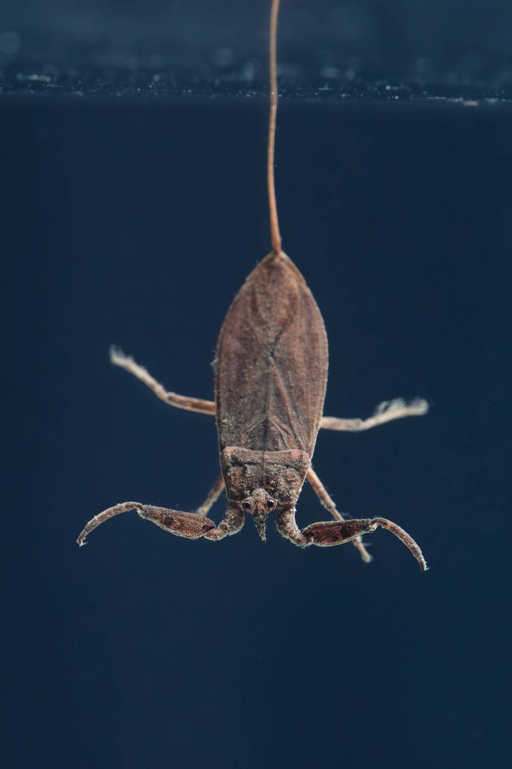 , Васильев Роман