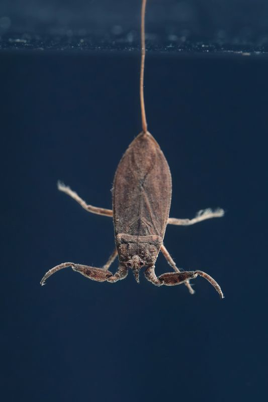 Водяной скорпион обыкновенный (лат. Nepa cinerea) фото превью