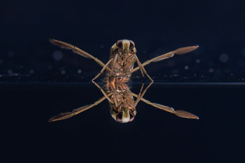 Клоп-гладыш (лат. Notonecta) фото превью