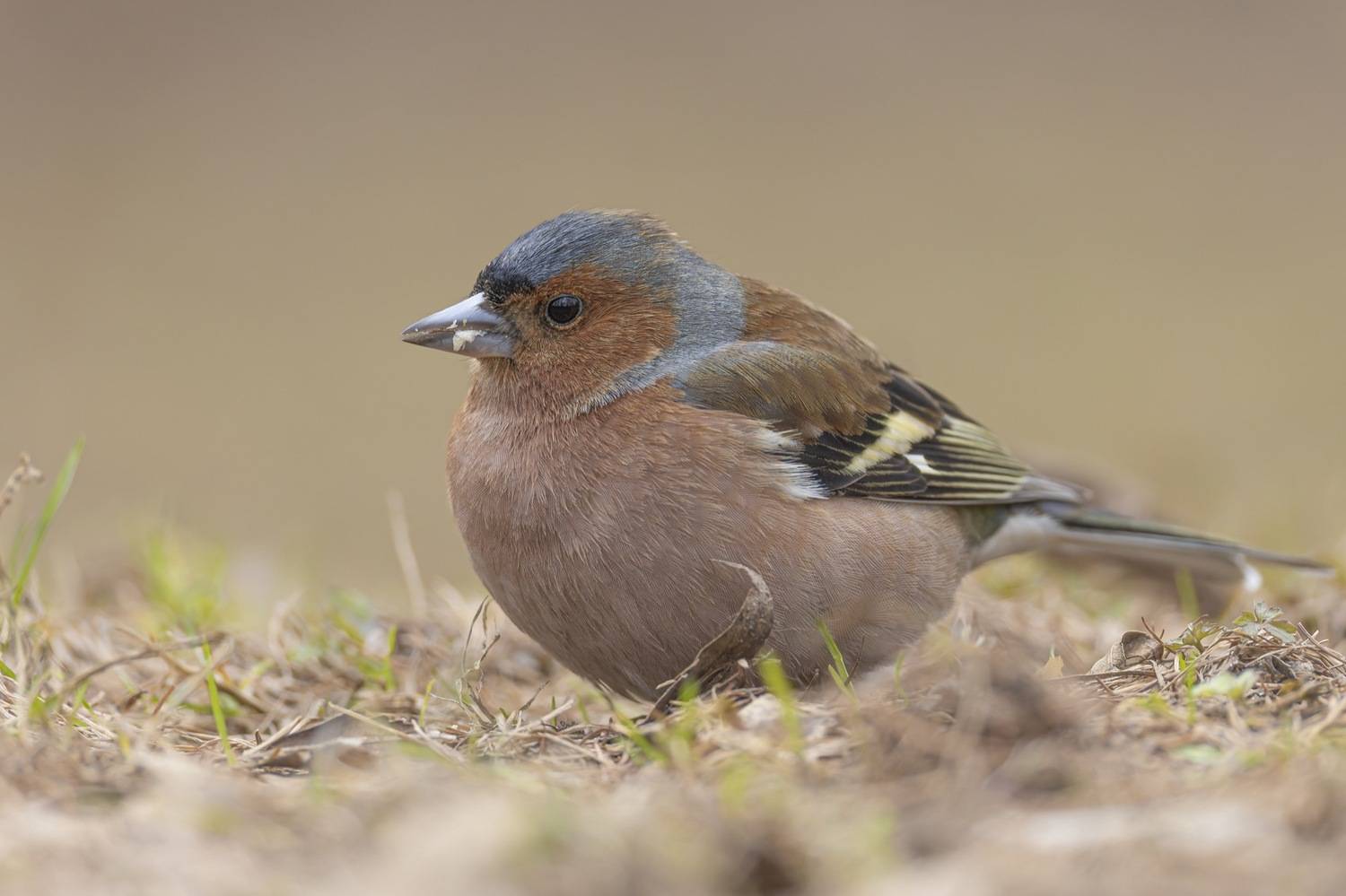 Зяблик, птицы, Руслан Pl