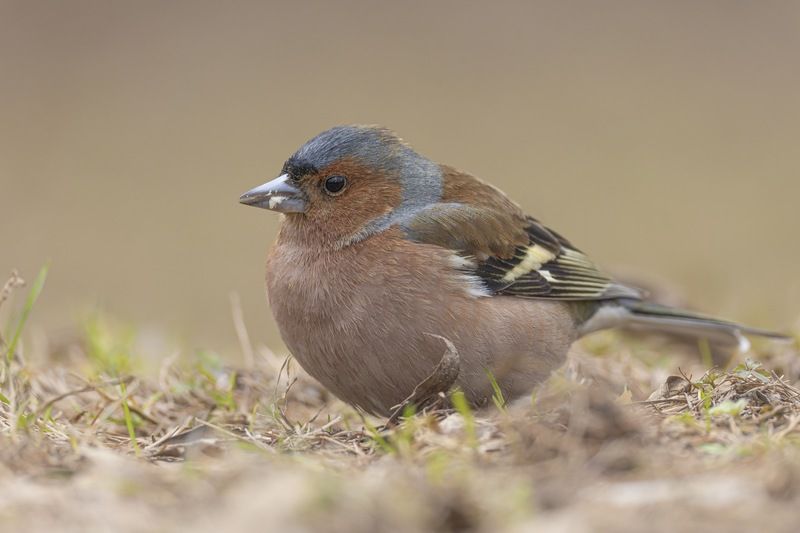 Зяблик, птицы Зяблик фото превью