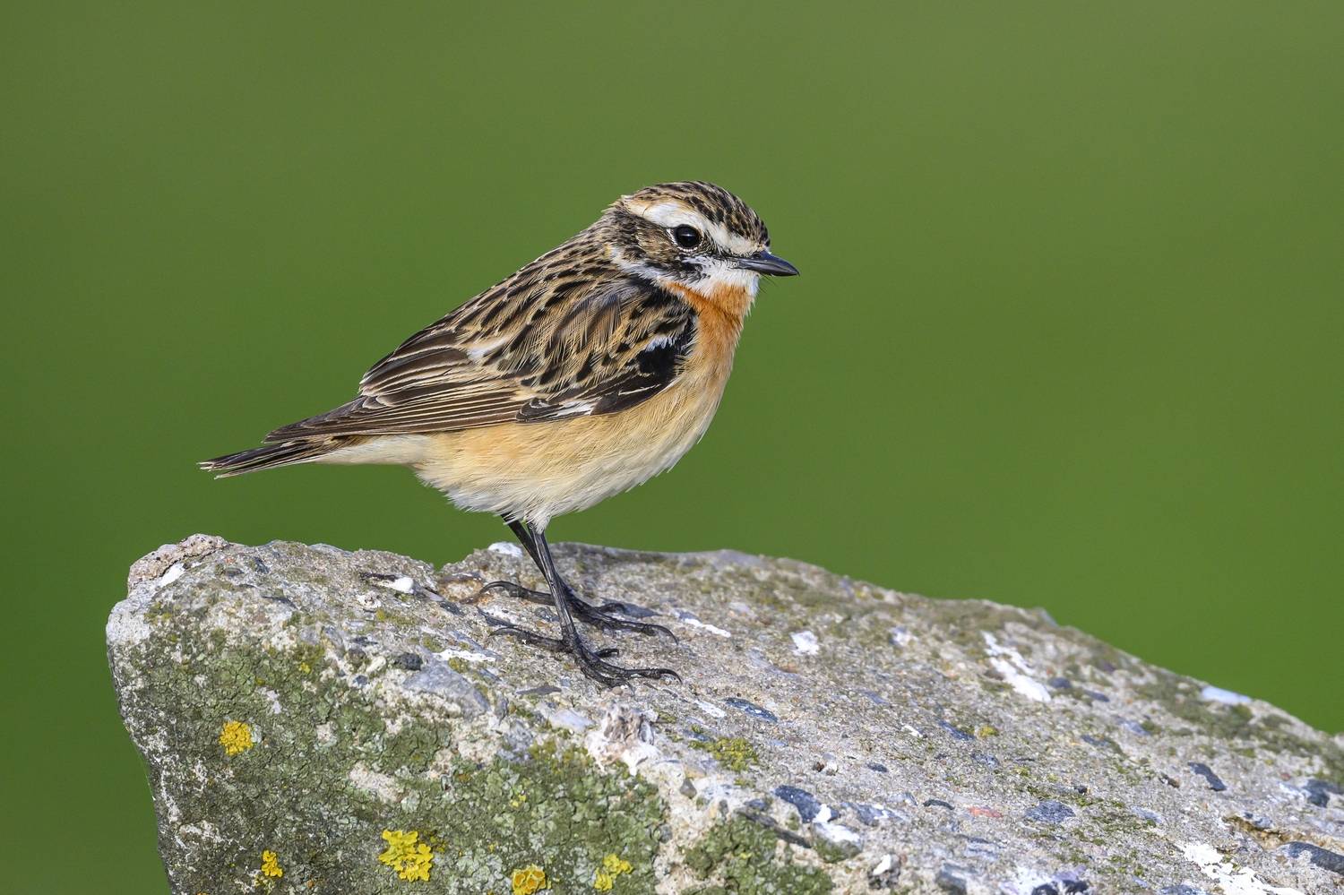 , Пупонин Сергей