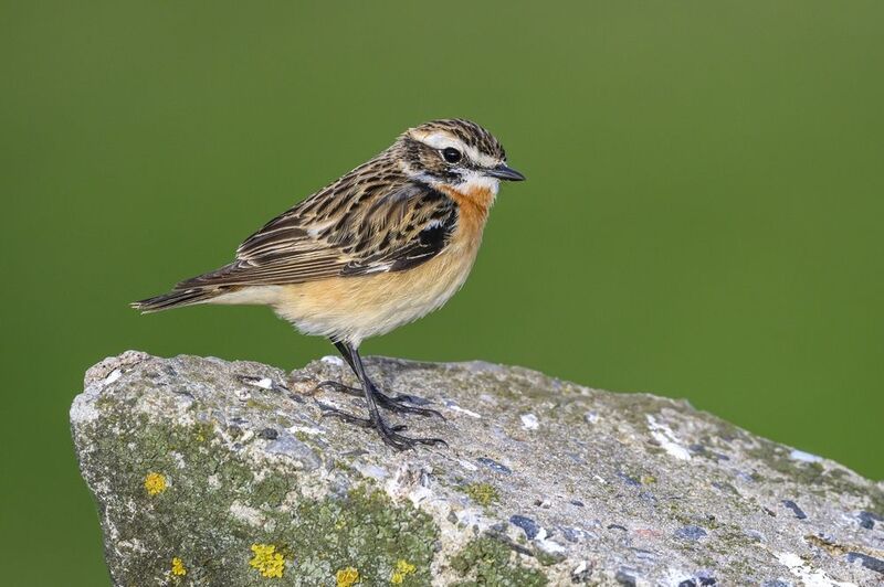 Луговой чекан фото превью