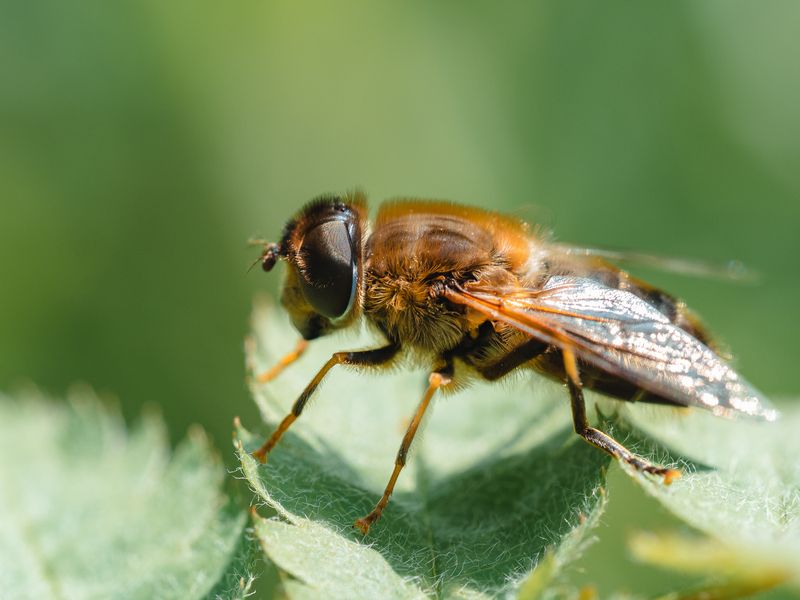 Журчалка фото превью
