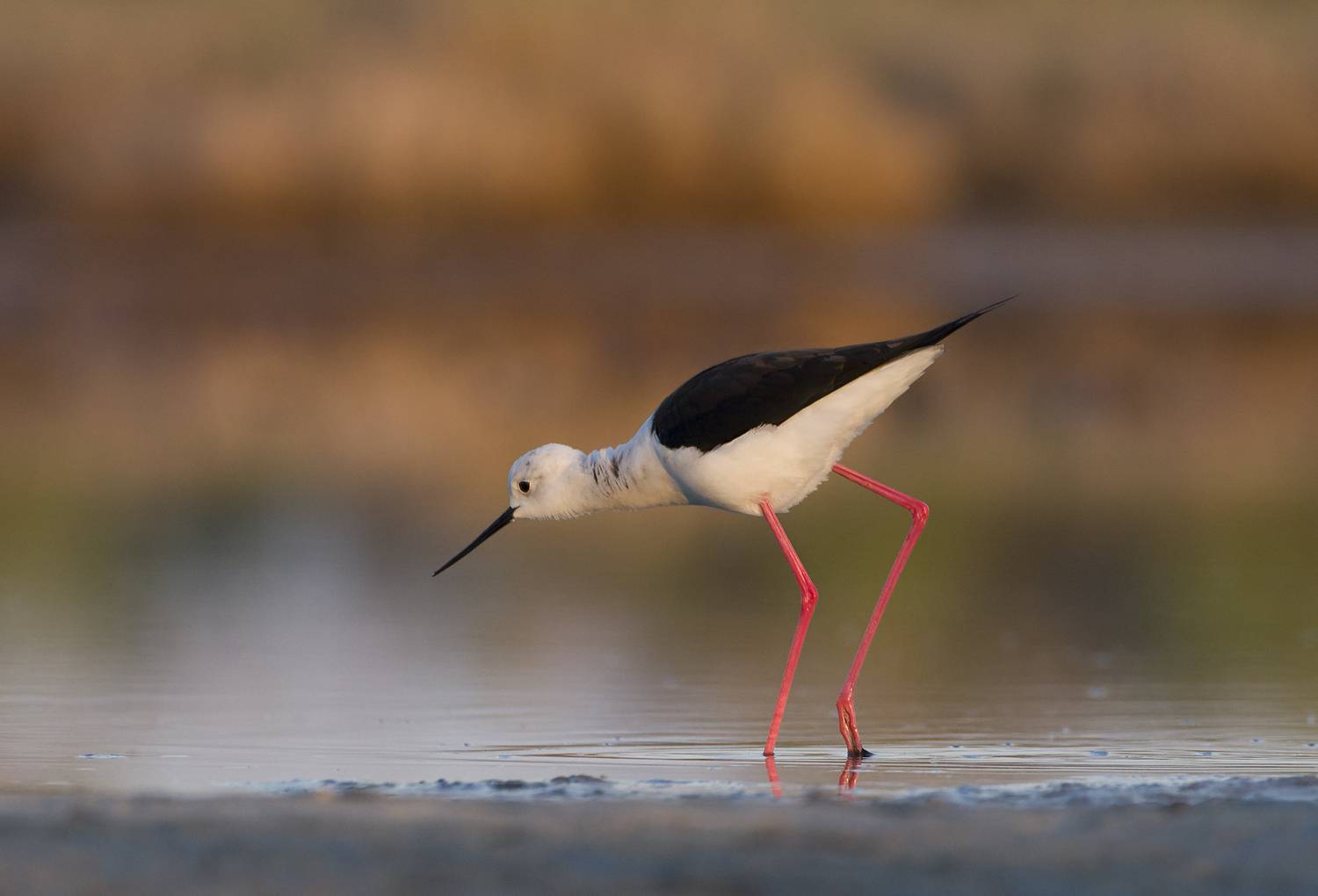 , Евгени Стефанов