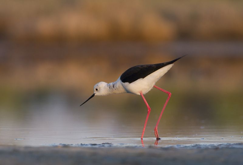 Ходулочник - Lens and Feathers фото превью
