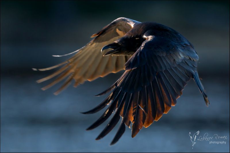 Ворон фото превью