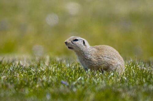 European ground squirrel p