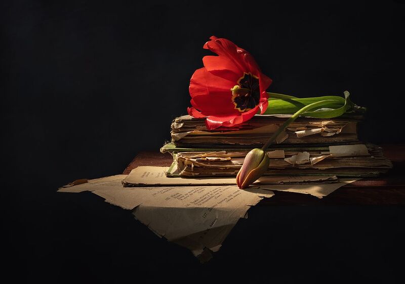 Тюльпаны фото превью