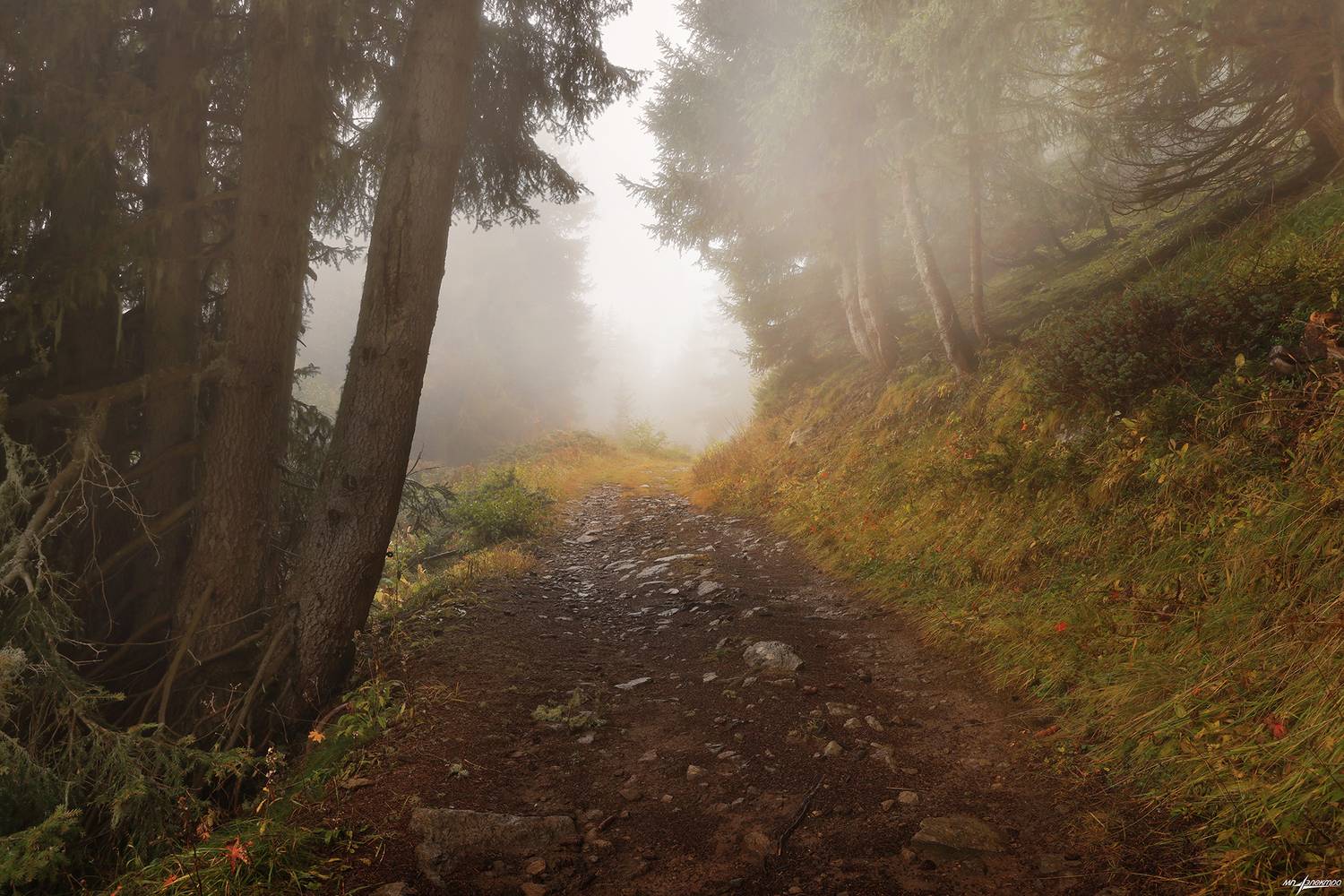 swiss, Матвеев Николай