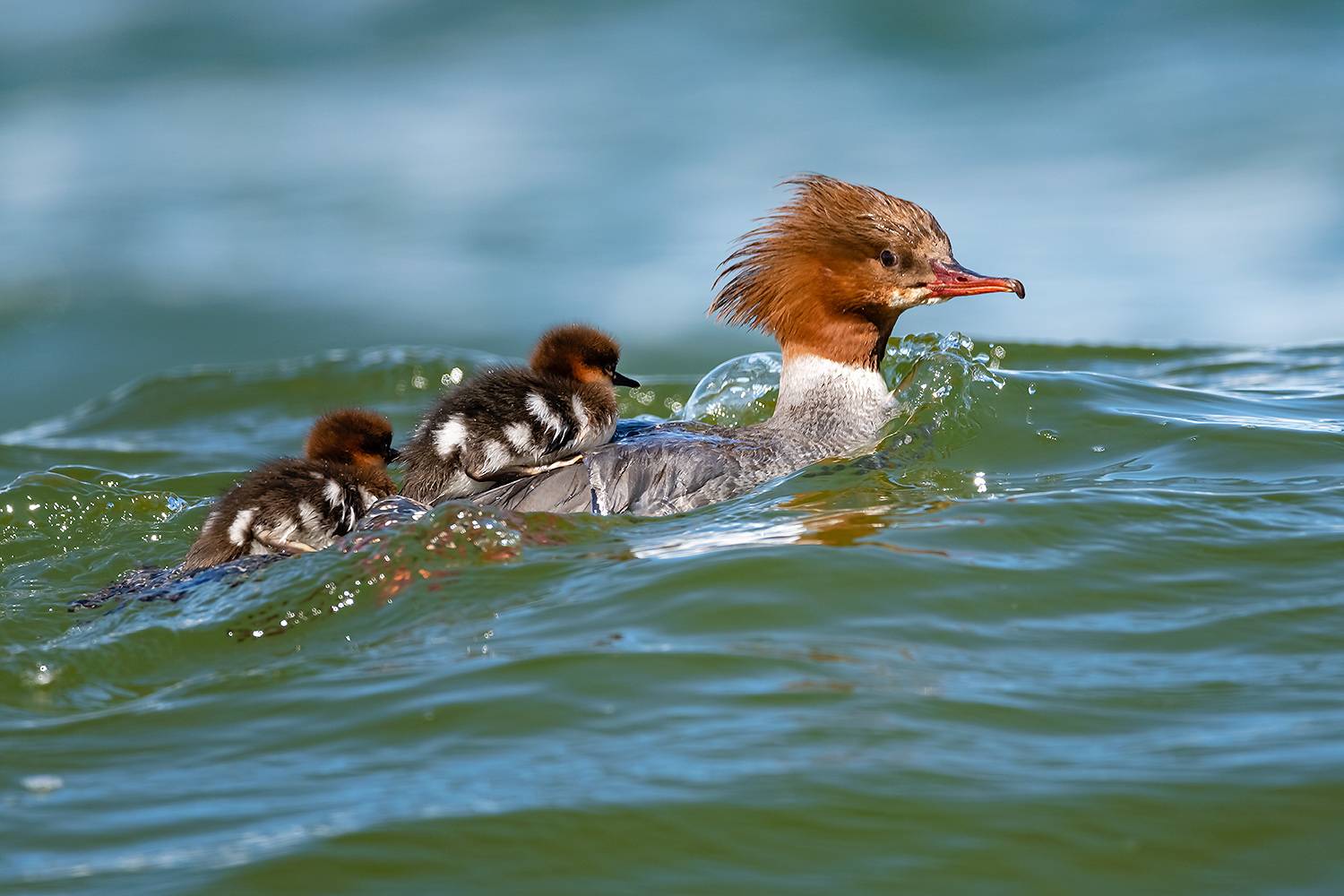 , Абросимов Александр