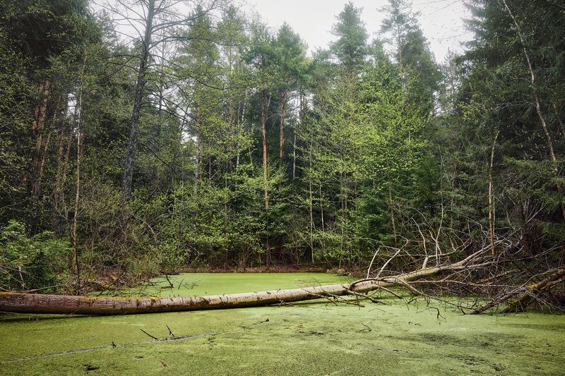 В весеннем лесу фото превью