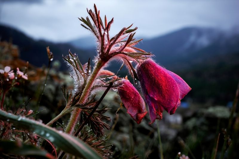 Прострелы, цветы Дождливый день фото превью