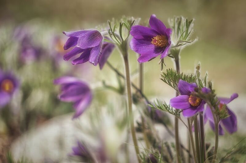 Первоцветы Алтая. фото превью