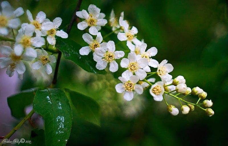 *** фото превью