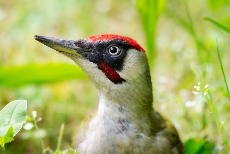 Портрет зелёного дятла фото превью