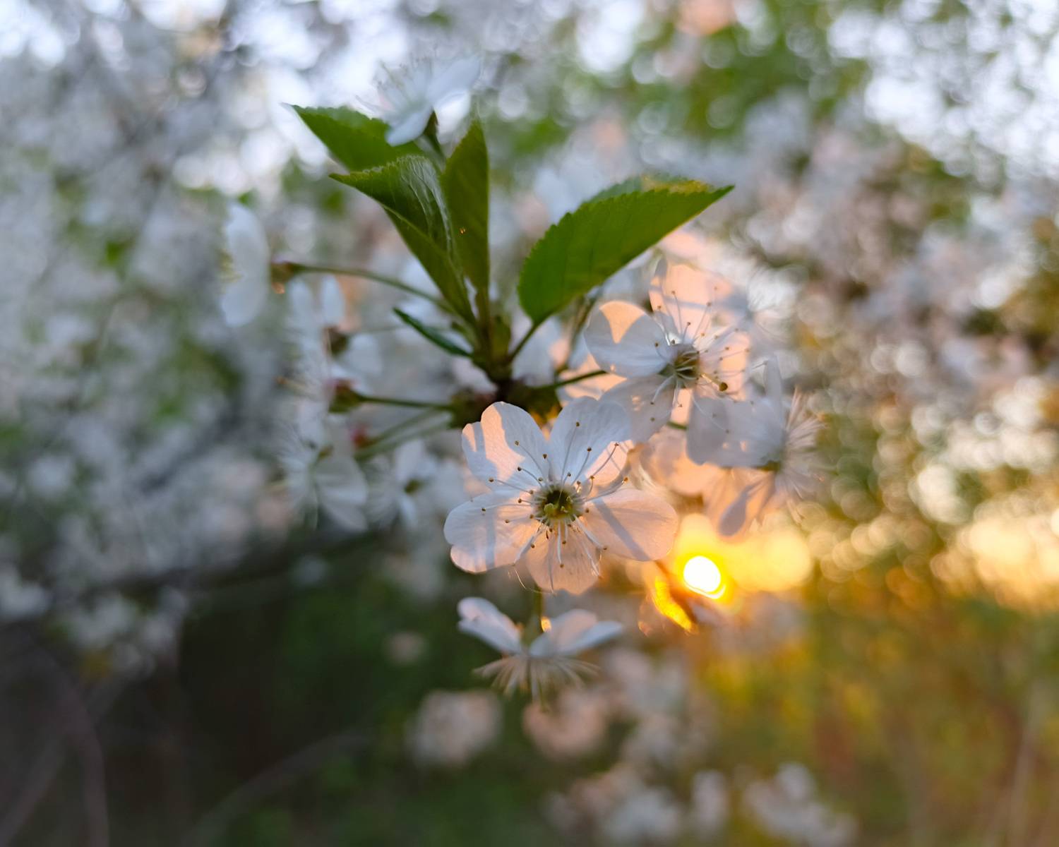 , Кондрашова Светлана