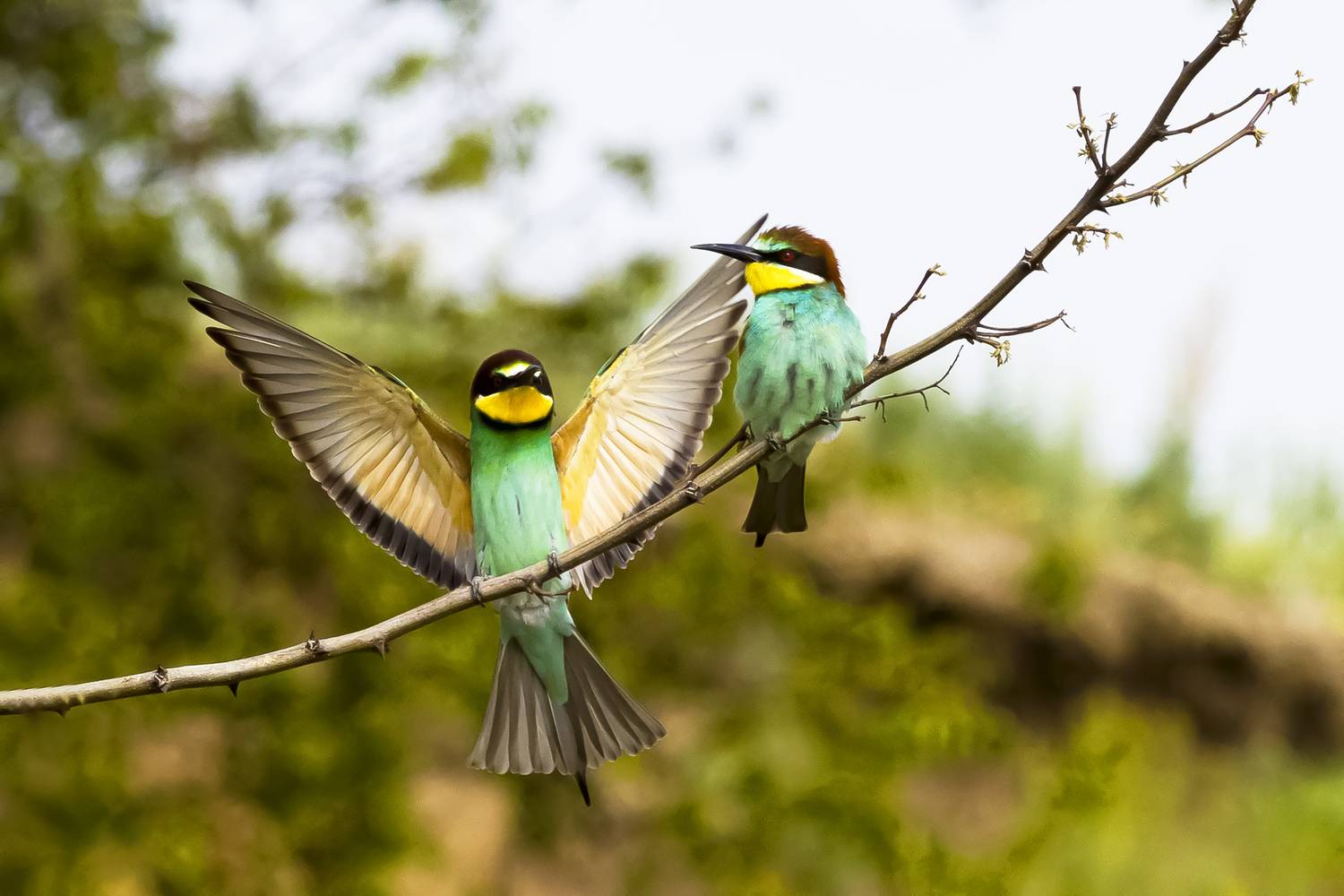 природа, Валерий Черняк