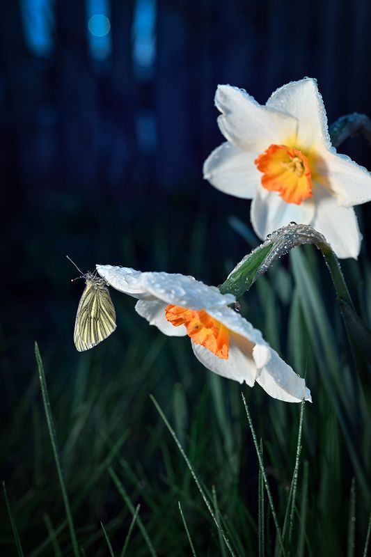 Ночное рандеву фото превью