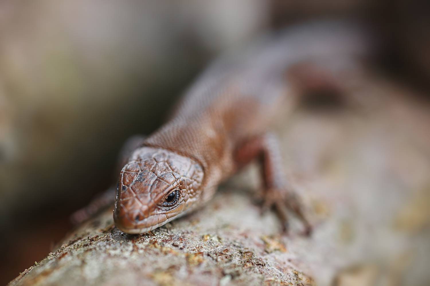 , Корнеев Алексей