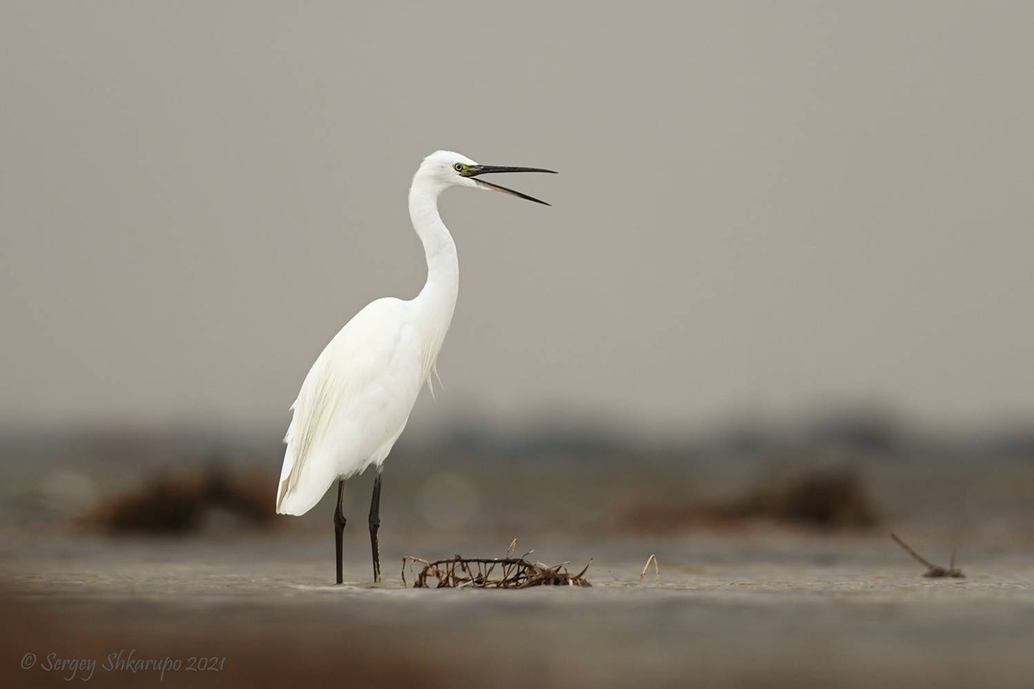 малая белая цапля, Сергей Шкарупо