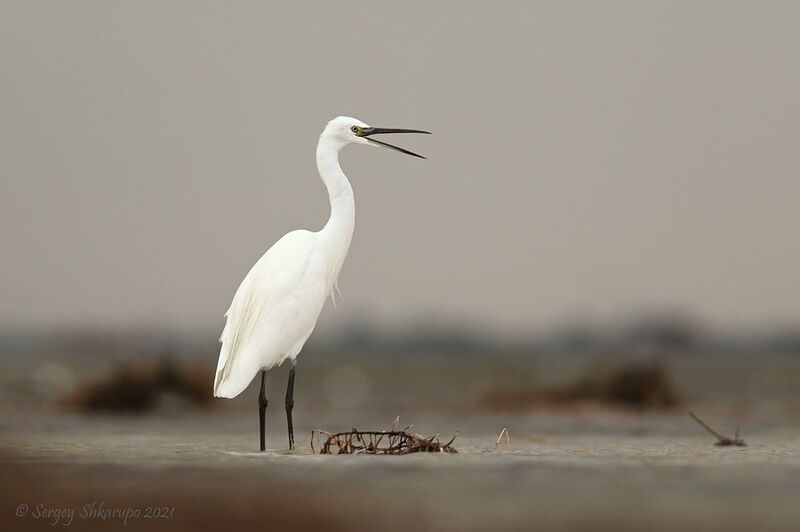 Разговорчивая малая белая цапля фото превью