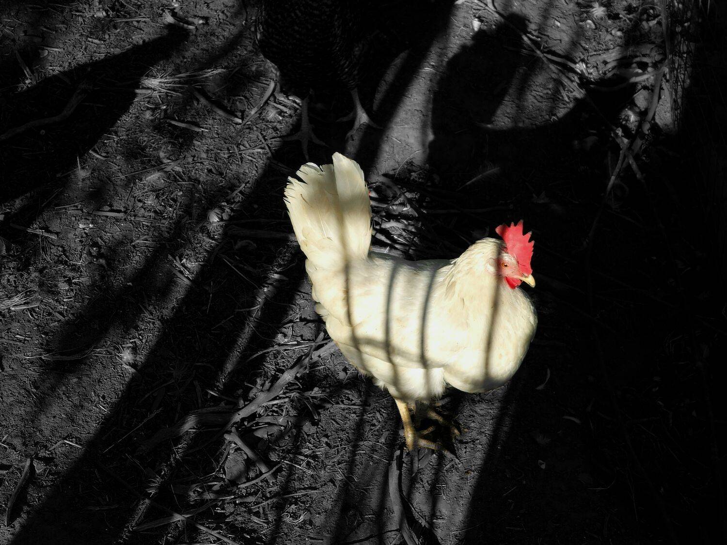 , Мария Яковлева