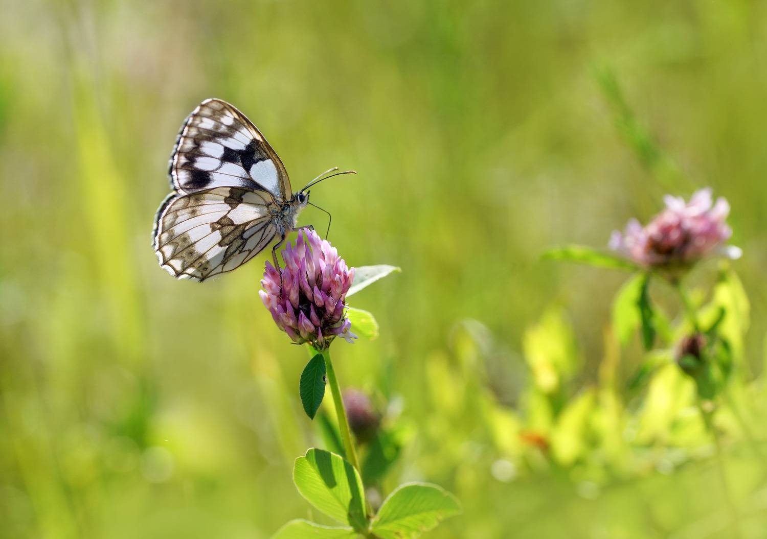 Бабочка, Чепленко Алексей