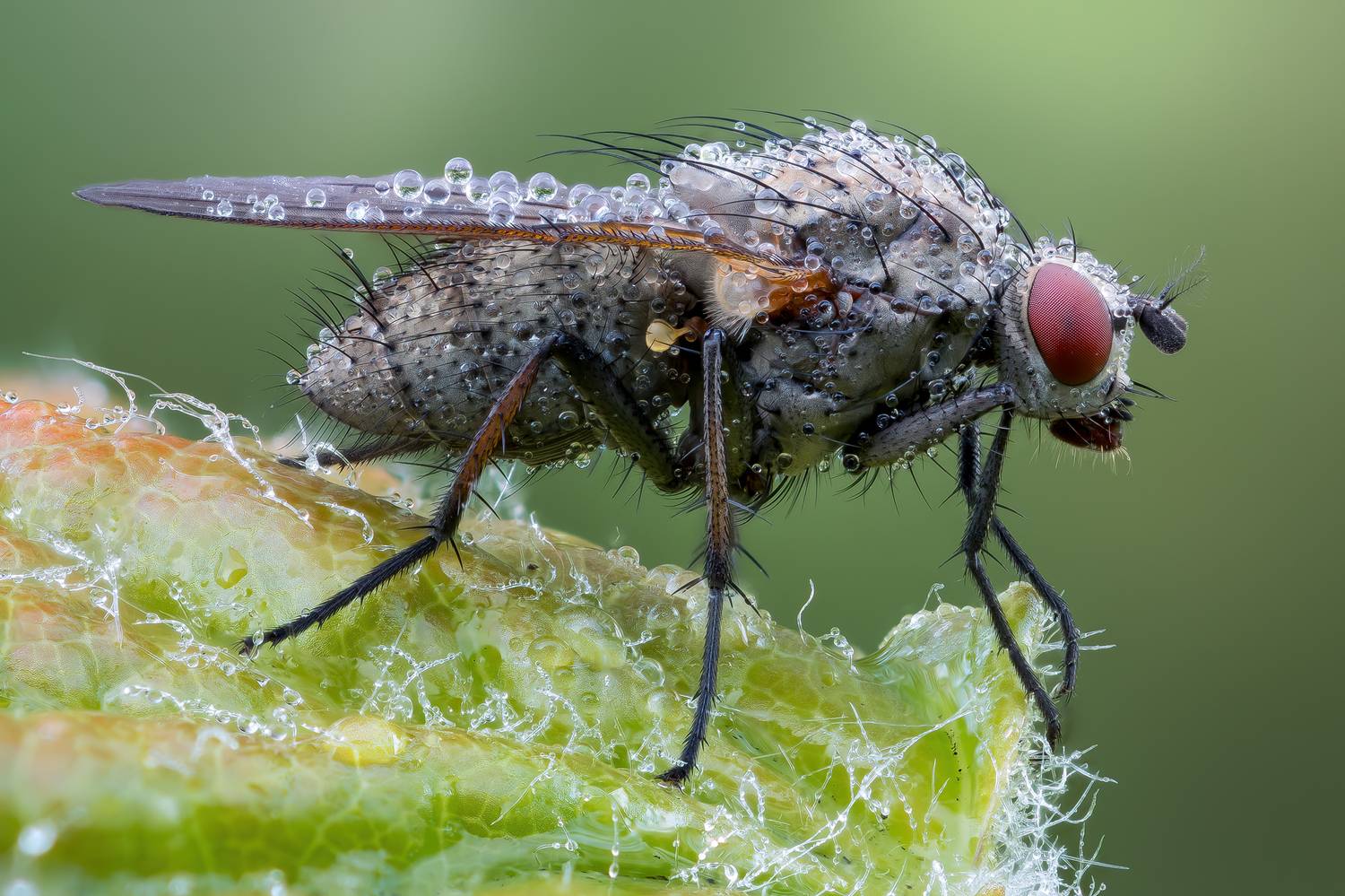 , Кузнецов Дмитрий