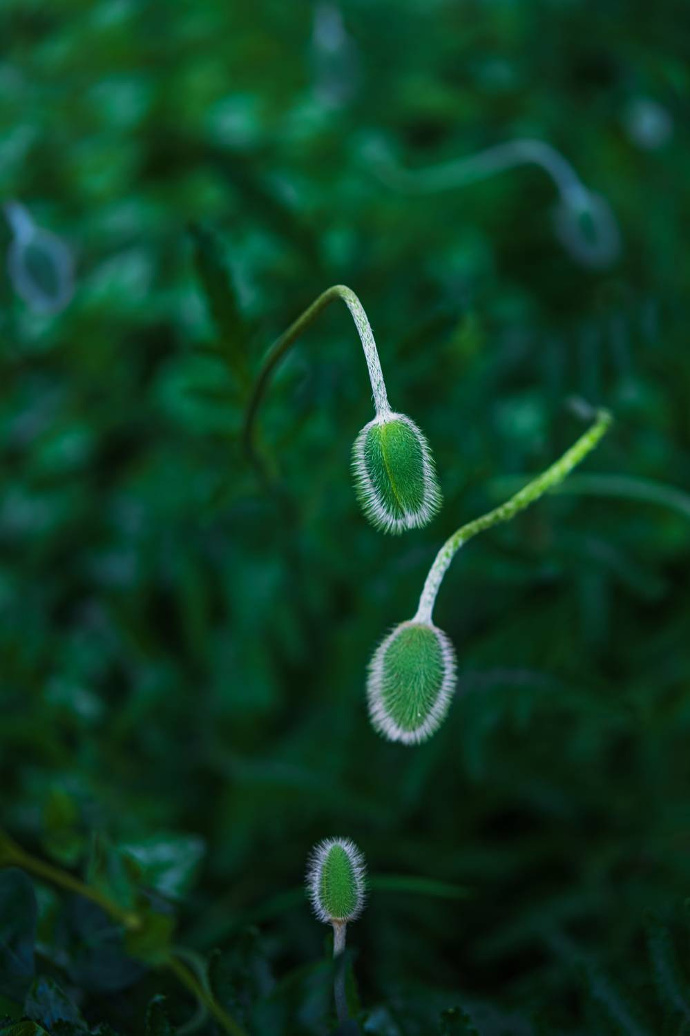 , Николов Андриян