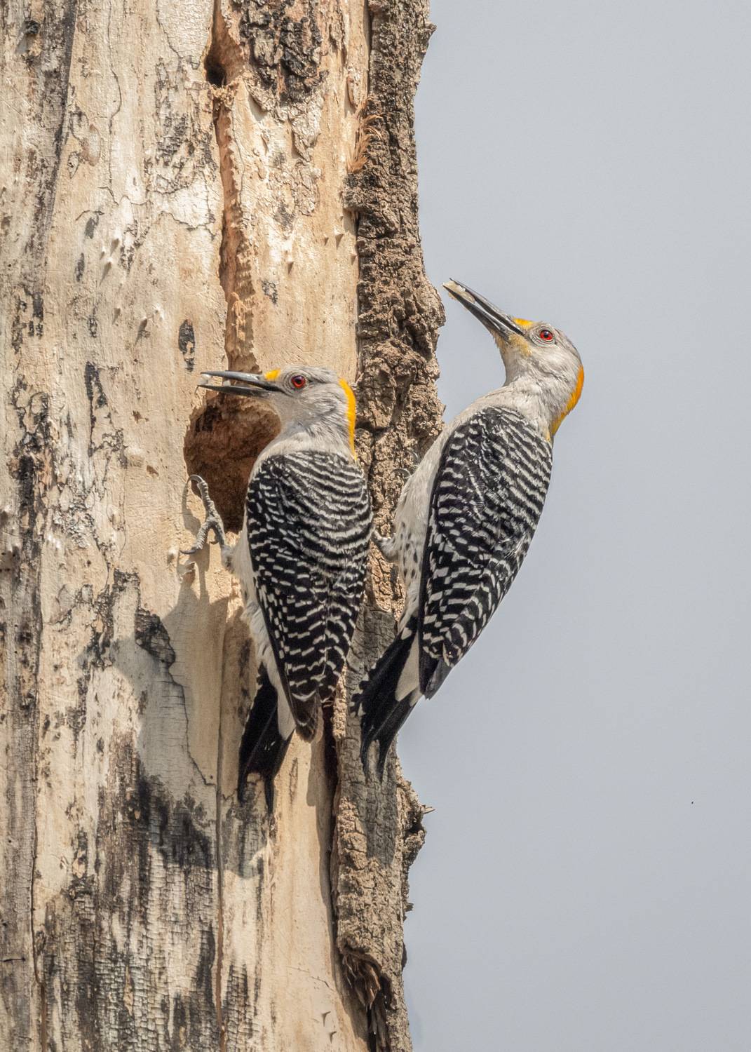 , Maikel Valle Clara