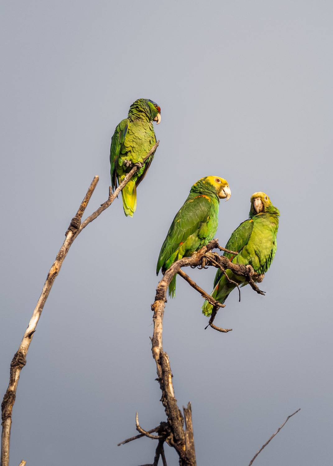 , Maikel Valle Clara