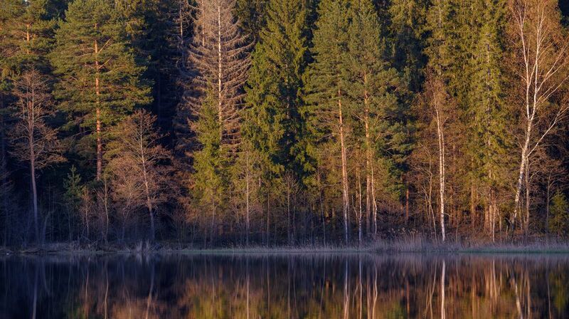 forest, tree, light, foliage, sunlight, morning, lake, water, reflection, evening, nature *** фото превью