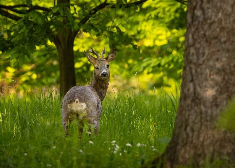 Deer фото превью
