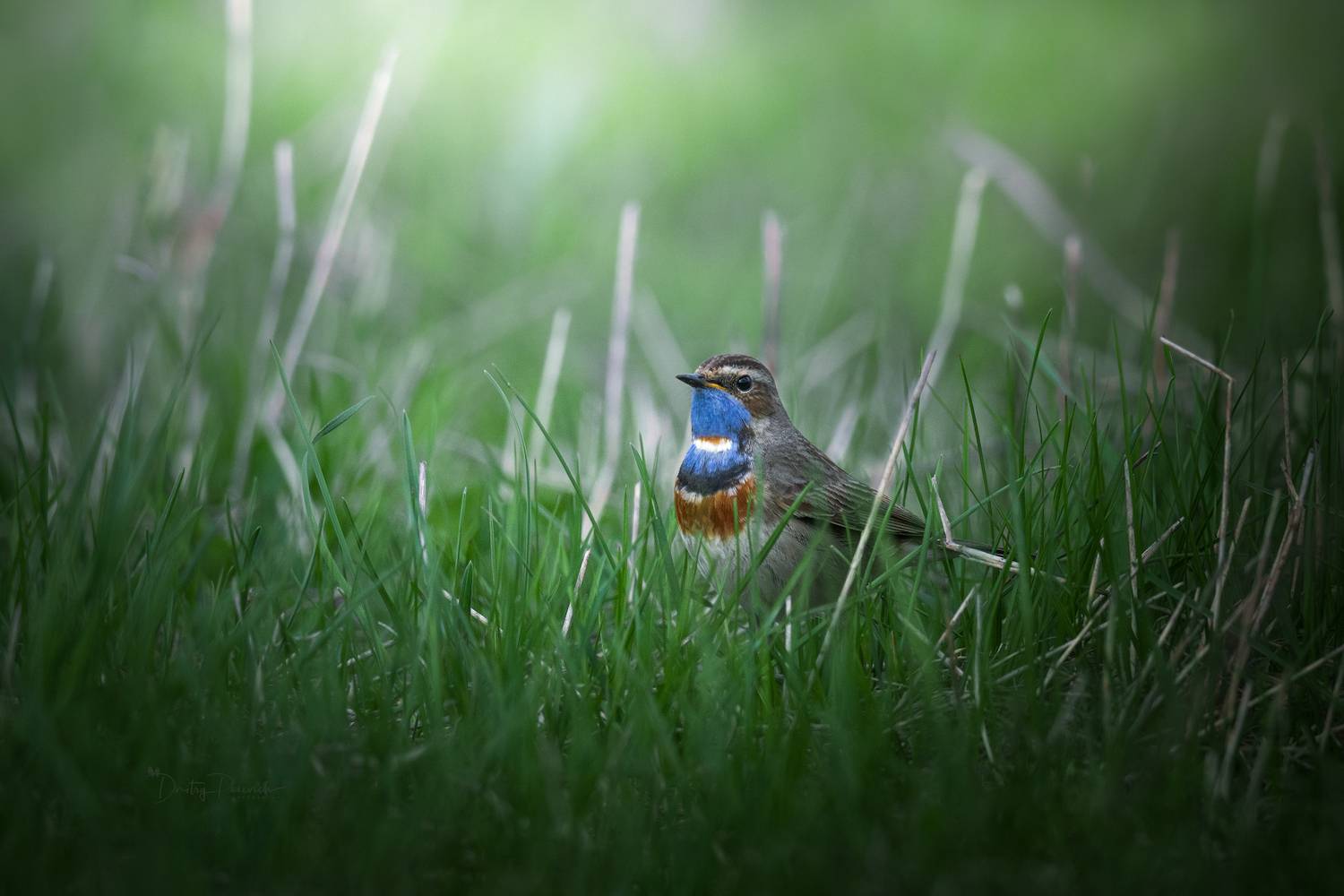 природа, лес, поля, огороды, животные, птицы, макро, Дмитрий Посевич