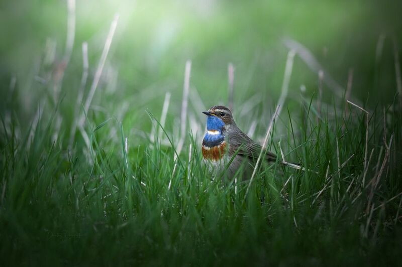 природа, лес, поля, огороды, животные, птицы, макро Светает фото превью