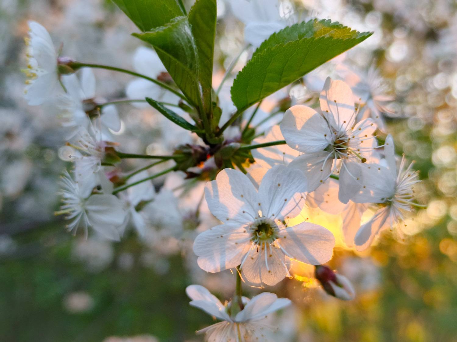 , Кондрашова Светлана
