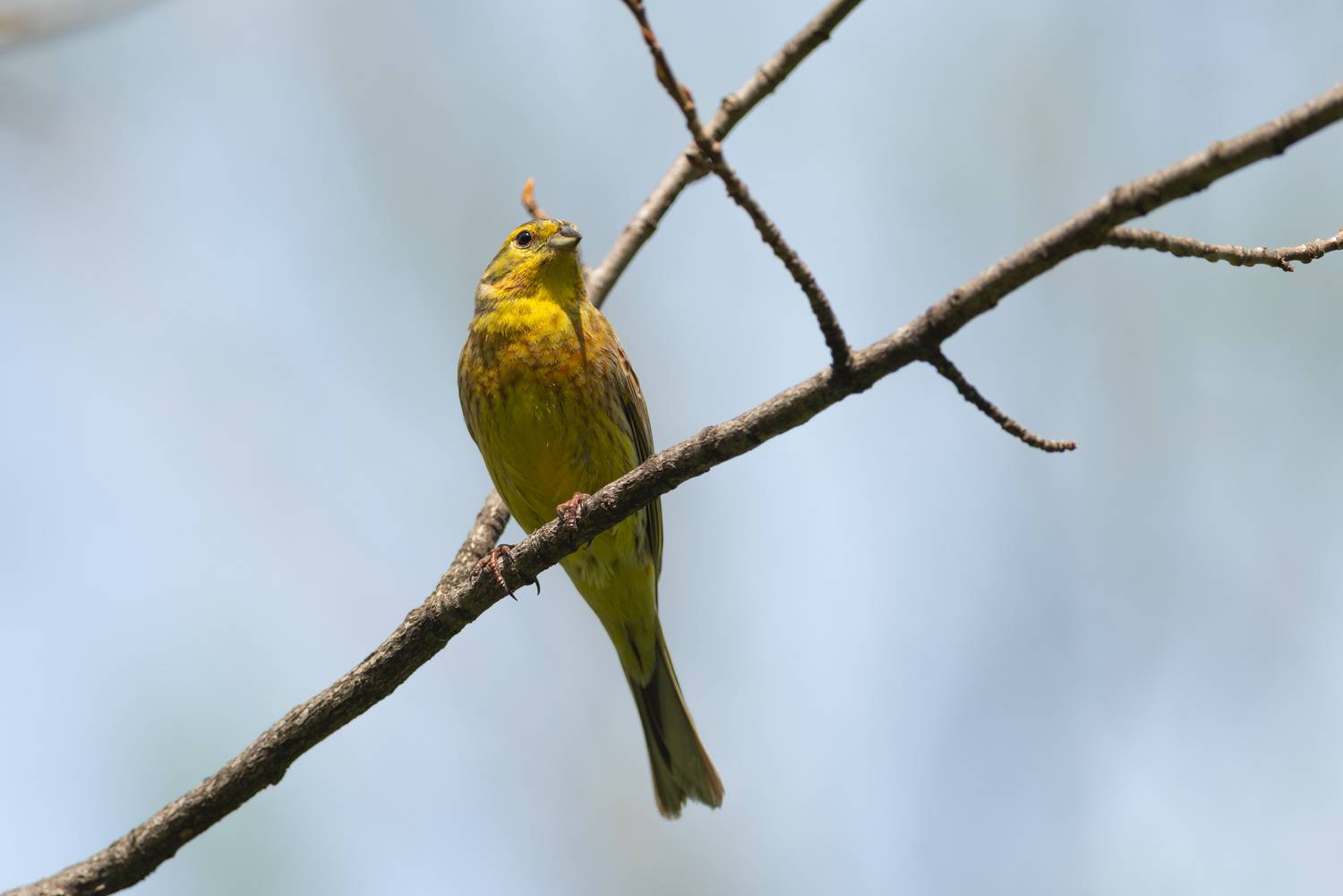 овсянка, овсянка обыкновенная, птица, птицы, лес, природа, фотоохота, май, весна, Воронов Денис