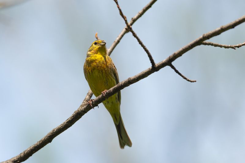 овсянка, овсянка обыкновенная, птица, птицы, лес, природа, фотоохота, май, весна Солнышко леса фото превью