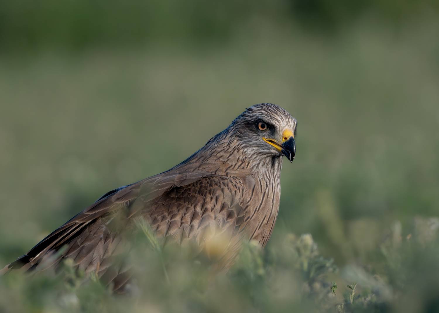 black kite, raptors, bird of prey, birds, predators, черный коршун, хищники, птицы, Оксана Дорн