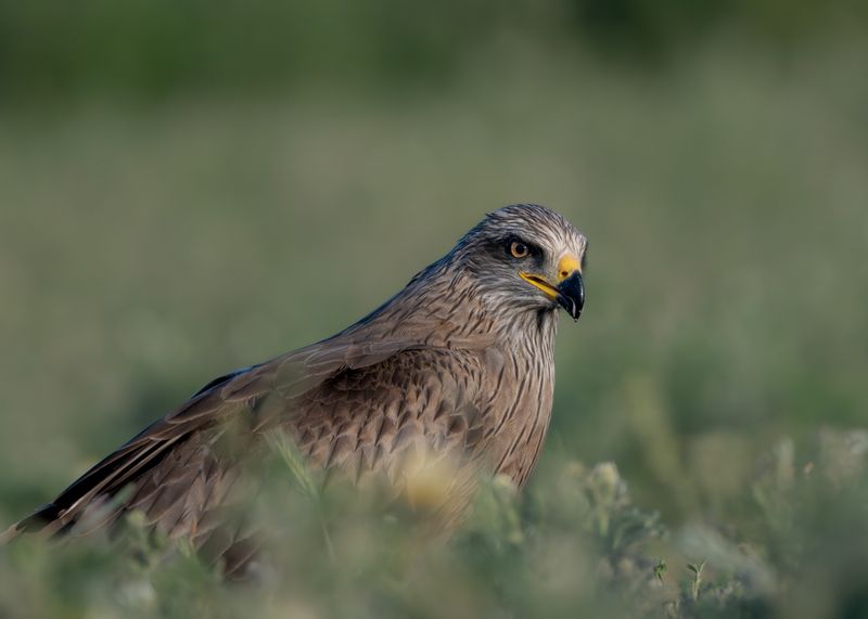 black kite, raptors, bird of prey, birds, predators, черный коршун, хищники, птицы В траве фото превью