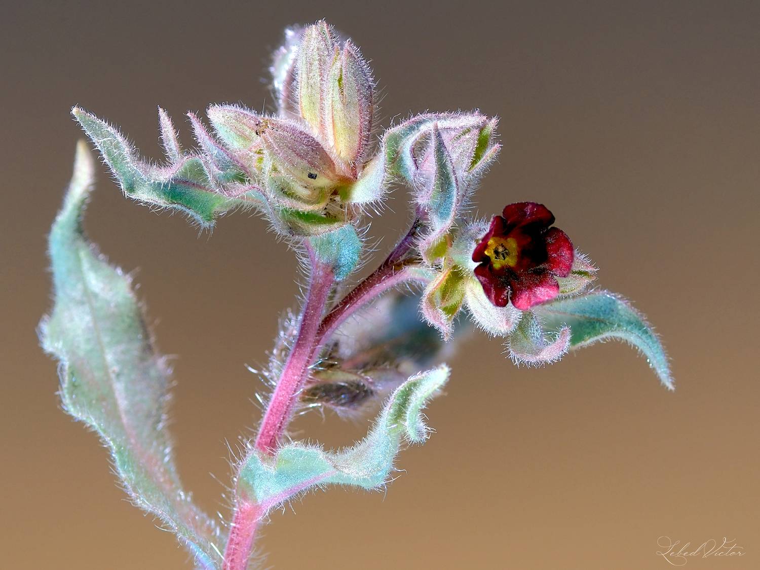 , Виктор Лебедь