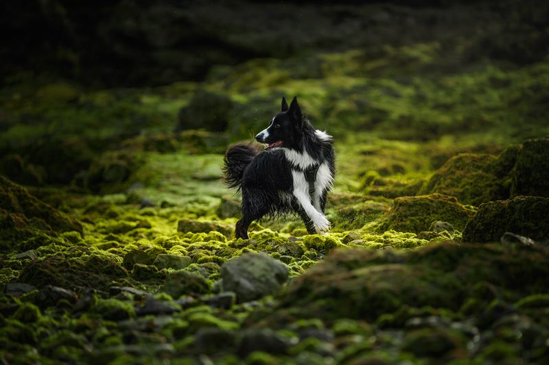 Rocky фото превью