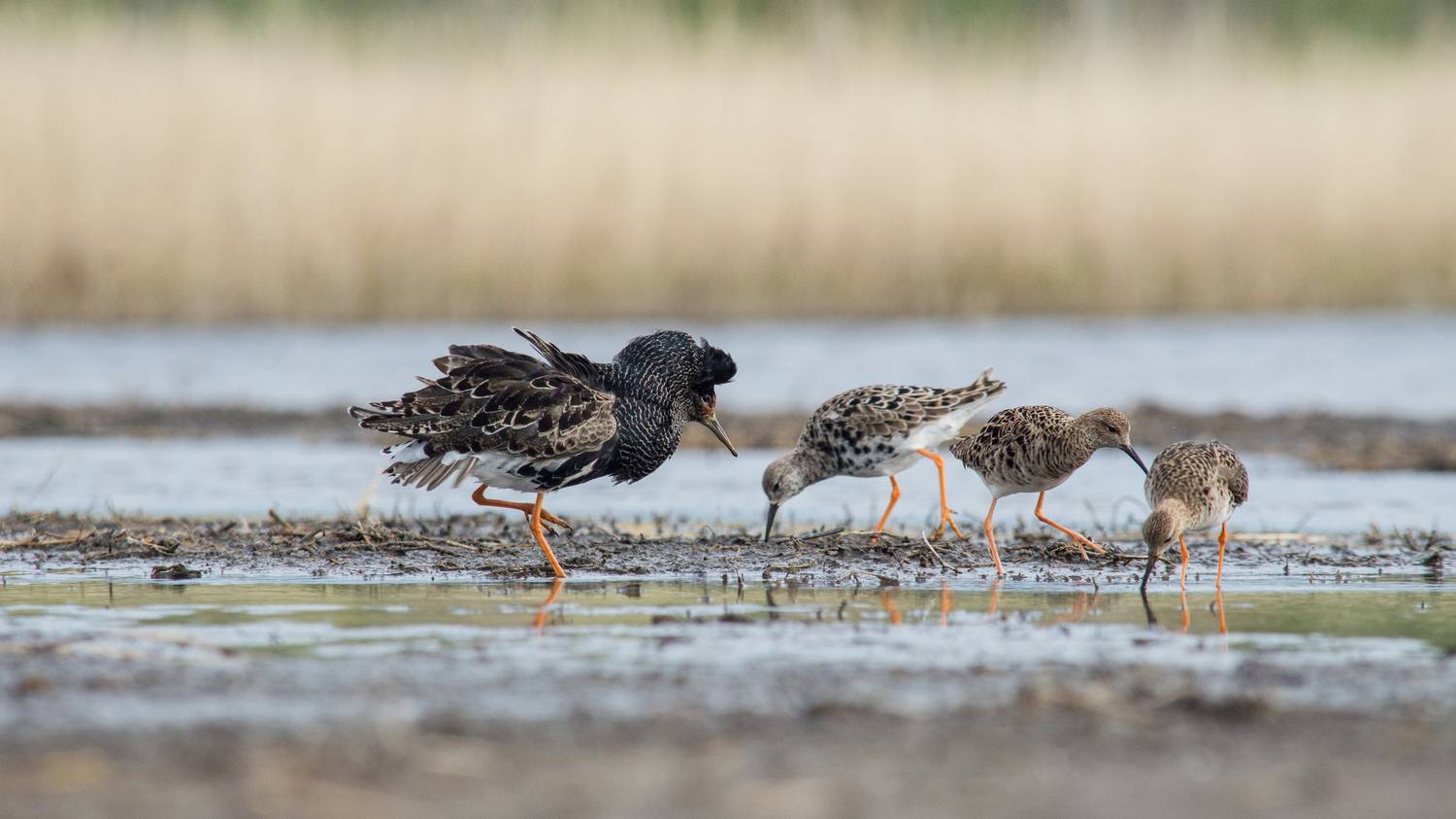 , Красников Андрей